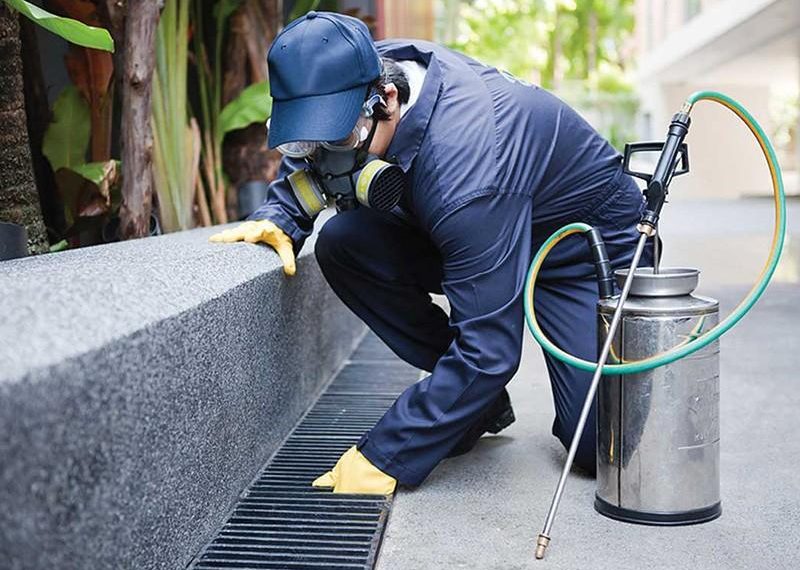 Why Opt For Professional Pest Control Services