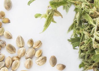 What Makes Feminized Cannabis Seeds Unique?