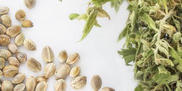 What Makes Feminized Cannabis Seeds Unique?