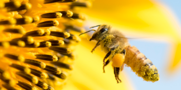 How To Save The Bees From Home