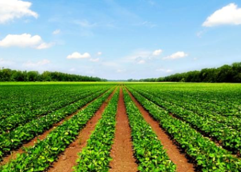 20 acre farm for sale