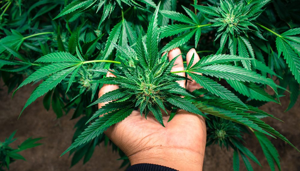 Everything you need to grow weed for the first time