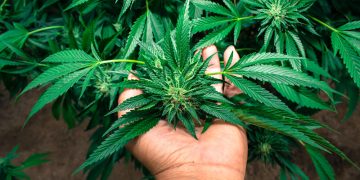 Everything you need to grow weed for the first time