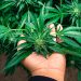 Everything you need to grow weed for the first time