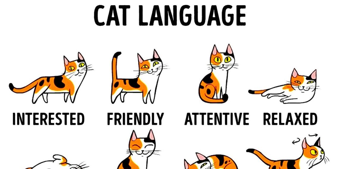 GUIDE TO COMMUNICATING WITH YOUR CAT