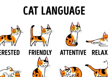 GUIDE TO COMMUNICATING WITH YOUR CAT