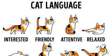 GUIDE TO COMMUNICATING WITH YOUR CAT