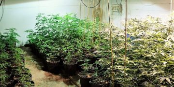 What to Look for in a Grow Tent Kit