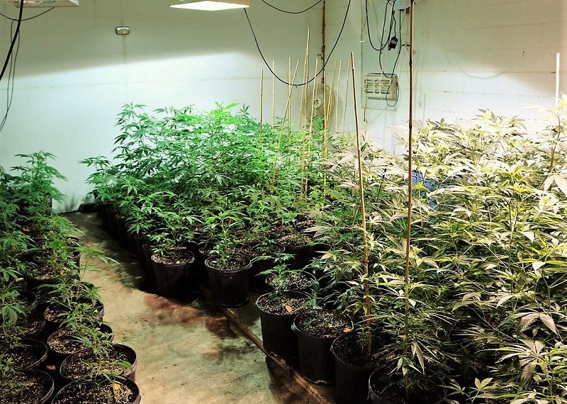 What to Look for in a Grow Tent Kit