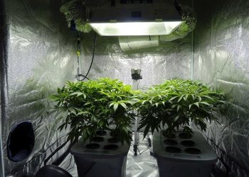 The 5 Best Grow Tent Kits in 2022