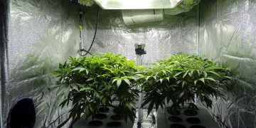 The 5 Best Grow Tent Kits in 2022