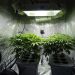 The 5 Best Grow Tent Kits in 2022