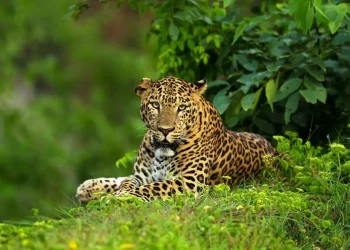 What are the very basic places which you need to visit in the city of Kabini to have the best experience of your lifetime?