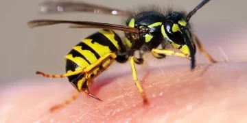 Pests That Sting: What To Do About Them