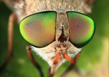 FAQs About House Flies