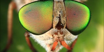 FAQs About House Flies