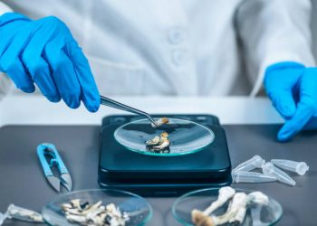 Shroom Guide: Microdosing Mushrooms