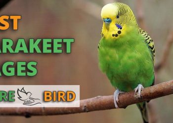 How to Find the Best Parakeet Cage