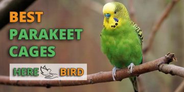 How to Find the Best Parakeet Cage