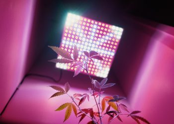 Which 1000W Led Grow Light Should You Buy?
