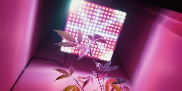 Which 1000W Led Grow Light Should You Buy?