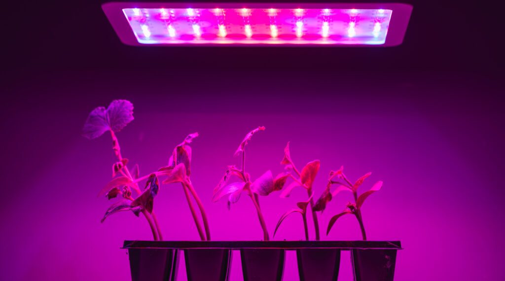 Full Spectrum LED Grow Lights