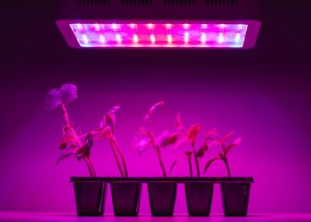 Full Spectrum LED Grow Lights