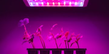 Full Spectrum LED Grow Lights