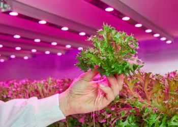 Best LED Grow Light Options for Indoor and Vertical Farming
