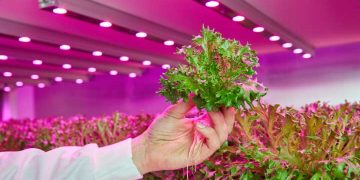 Best LED Grow Light Options for Indoor and Vertical Farming