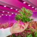 Best LED Grow Light Options for Indoor and Vertical Farming