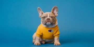 Top Tips to Protect Your Furry Babies From Common Ailments