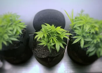 Buy Weed Plants