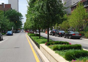 Choosing the Right Trees for Parks: A Guide to Sustainable Urban Forestry