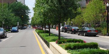 Choosing the Right Trees for Parks: A Guide to Sustainable Urban Forestry