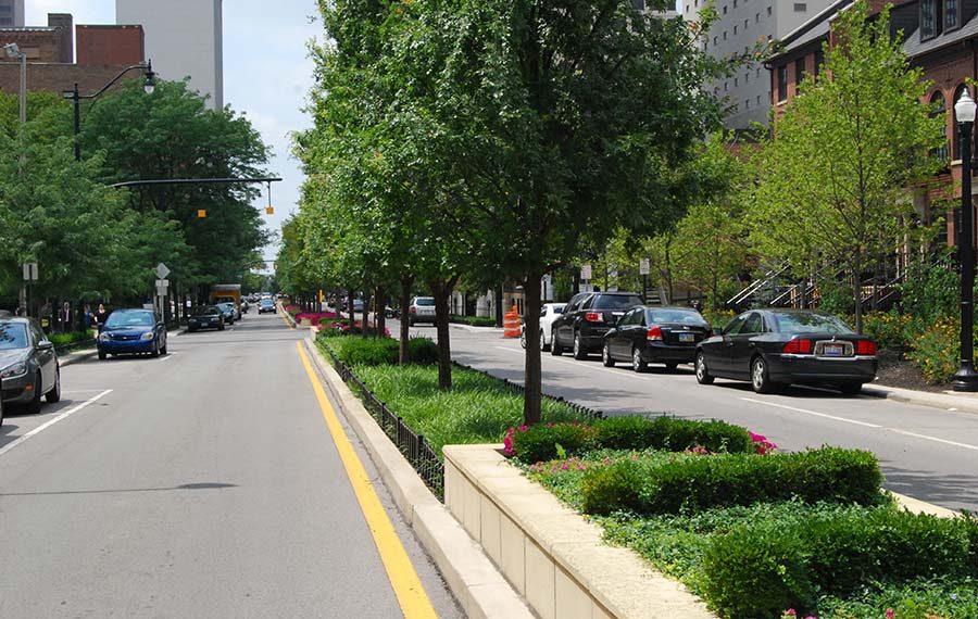 Choosing the Right Trees for Parks: A Guide to Sustainable Urban Forestry