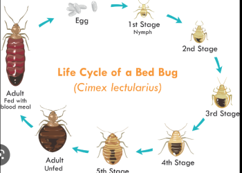 The Top Reasons to Hire Professional Heat Treatment Services for Bed Bug Elimination in Your Business