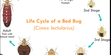 The Top Reasons to Hire Professional Heat Treatment Services for Bed Bug Elimination in Your Business