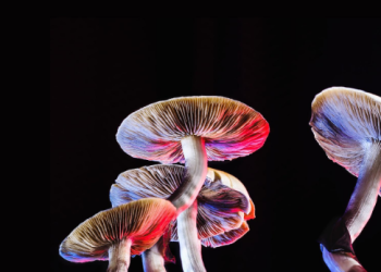 Psychedelic Drugs Used as Treatment for Mental Illness: A Comprehensive Guide to Effects, Benefits, and Exploring Online Options