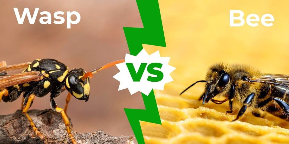 What Are the Differences between Wasps and Bees?