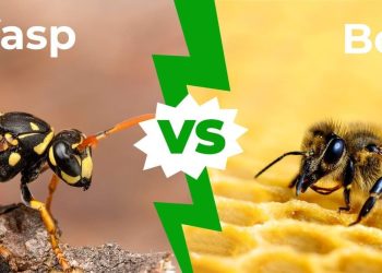 What Are the Differences between Wasps and Bees?