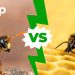 What Are the Differences between Wasps and Bees?