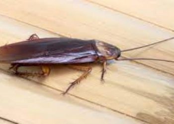 What Pests Are Attracted To Moisture? 