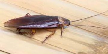 What Pests Are Attracted To Moisture? 