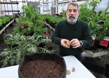 Maximizing Herbal Yield: The Advantages of Growing in Fabric Pots