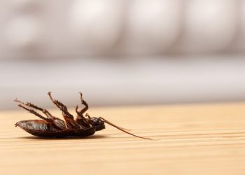 5 convincing reasons to call commercial pest control in Irvine