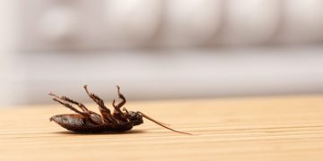 5 convincing reasons to call commercial pest control in Irvine