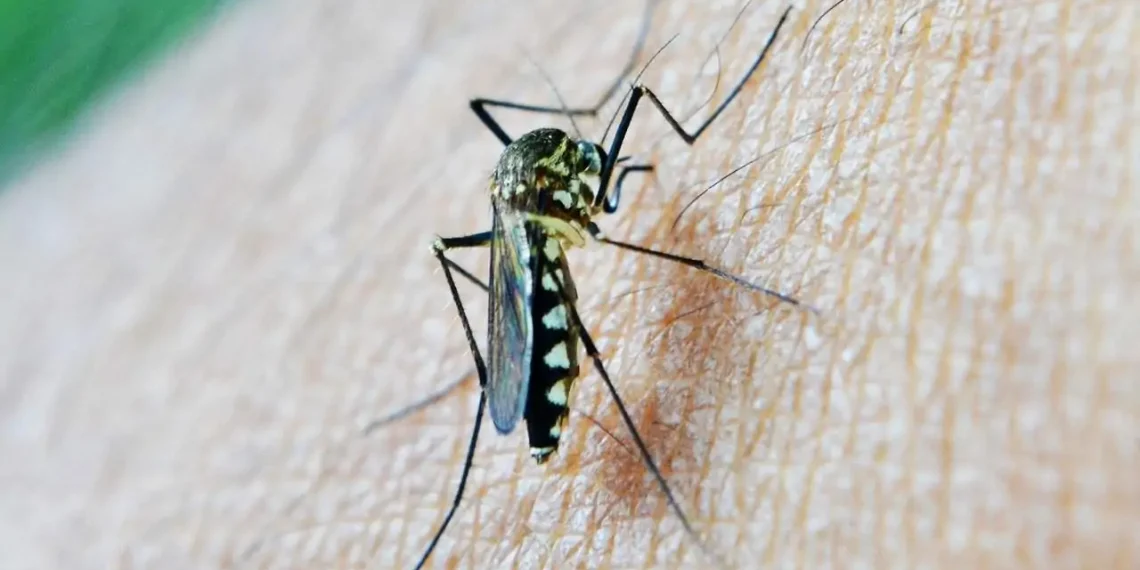 Eliminating Mosquitoes from Your Property in Dallas with Professional Pest Control 