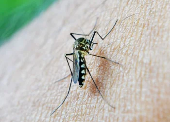 Eliminating Mosquitoes from Your Property in Dallas with Professional Pest Control 