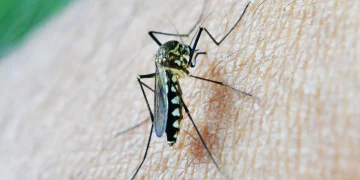 Eliminating Mosquitoes from Your Property in Dallas with Professional Pest Control 